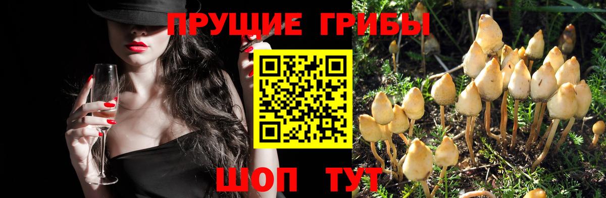 Галлюциногенные грибы GOLDEN TEACHER Тайшет