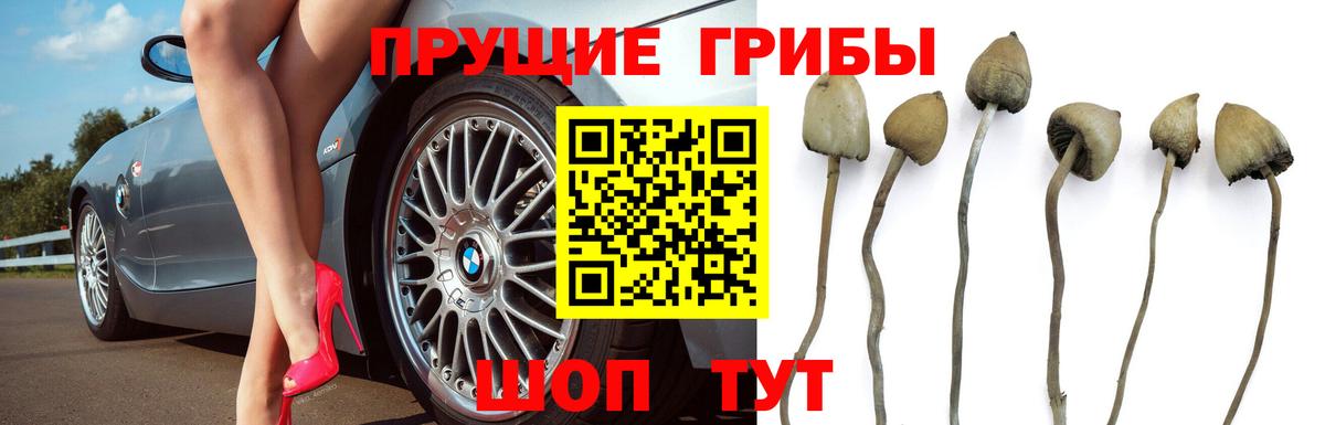 Галлюциногенные грибы GOLDEN TEACHER  Вход с VPN  Тайшет 